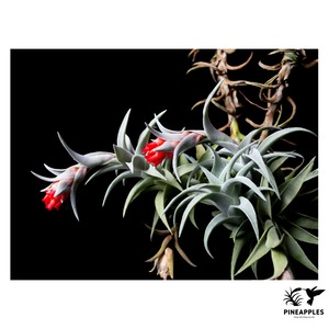 Tillandsia edithiae