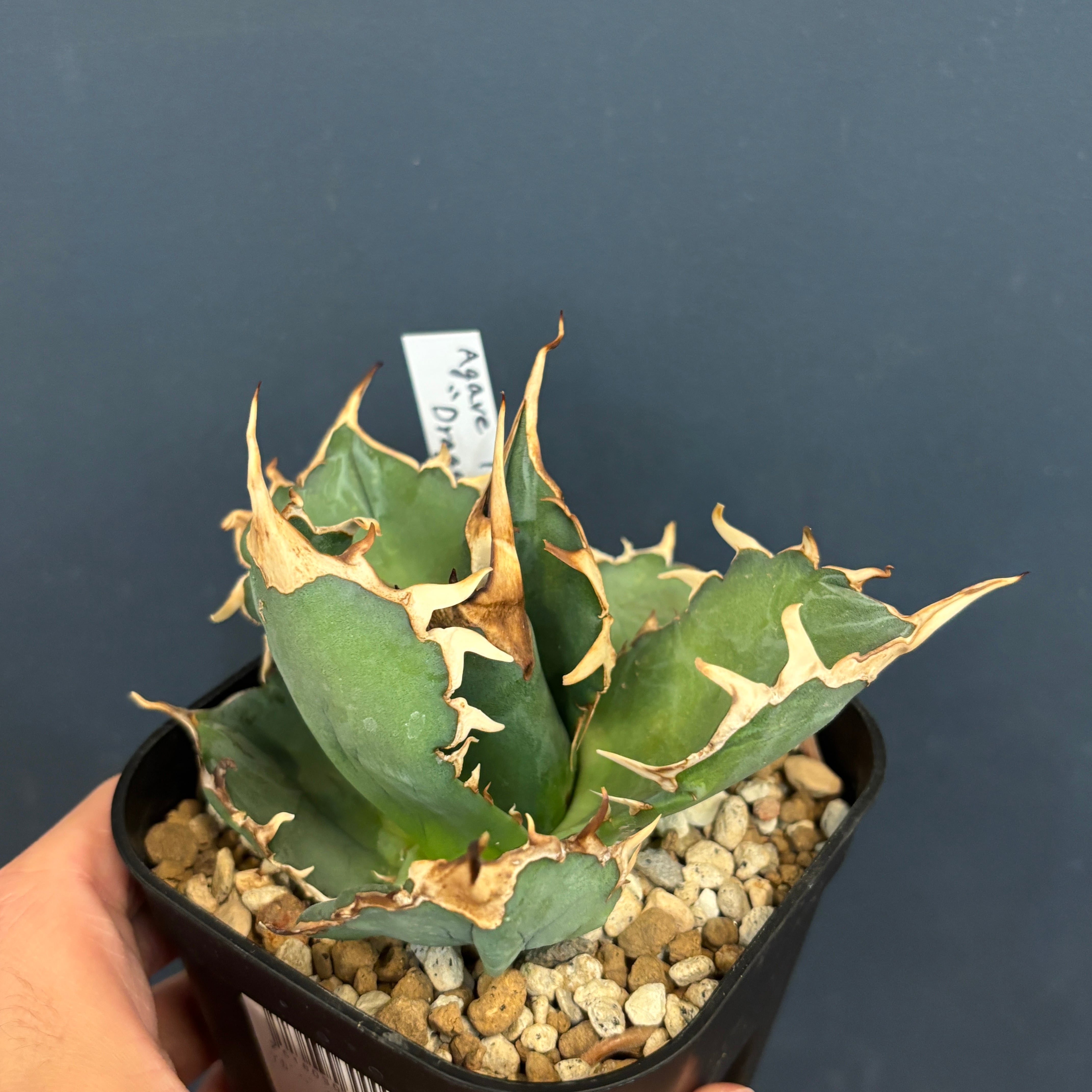 アガベ チタノタ ドラゴンクロー【1034】