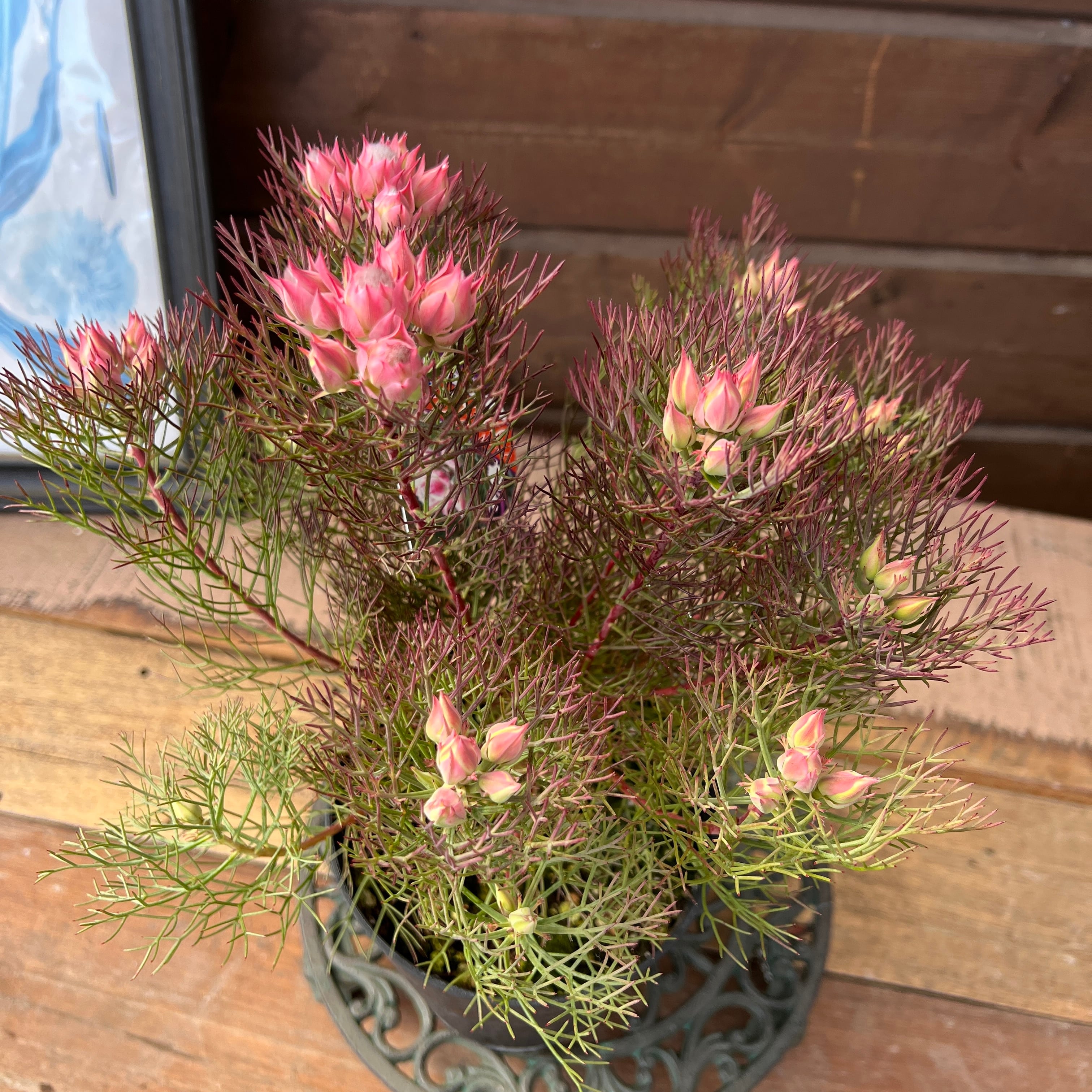 ジョーイセルリア カルメン① | 沼ノ上農園