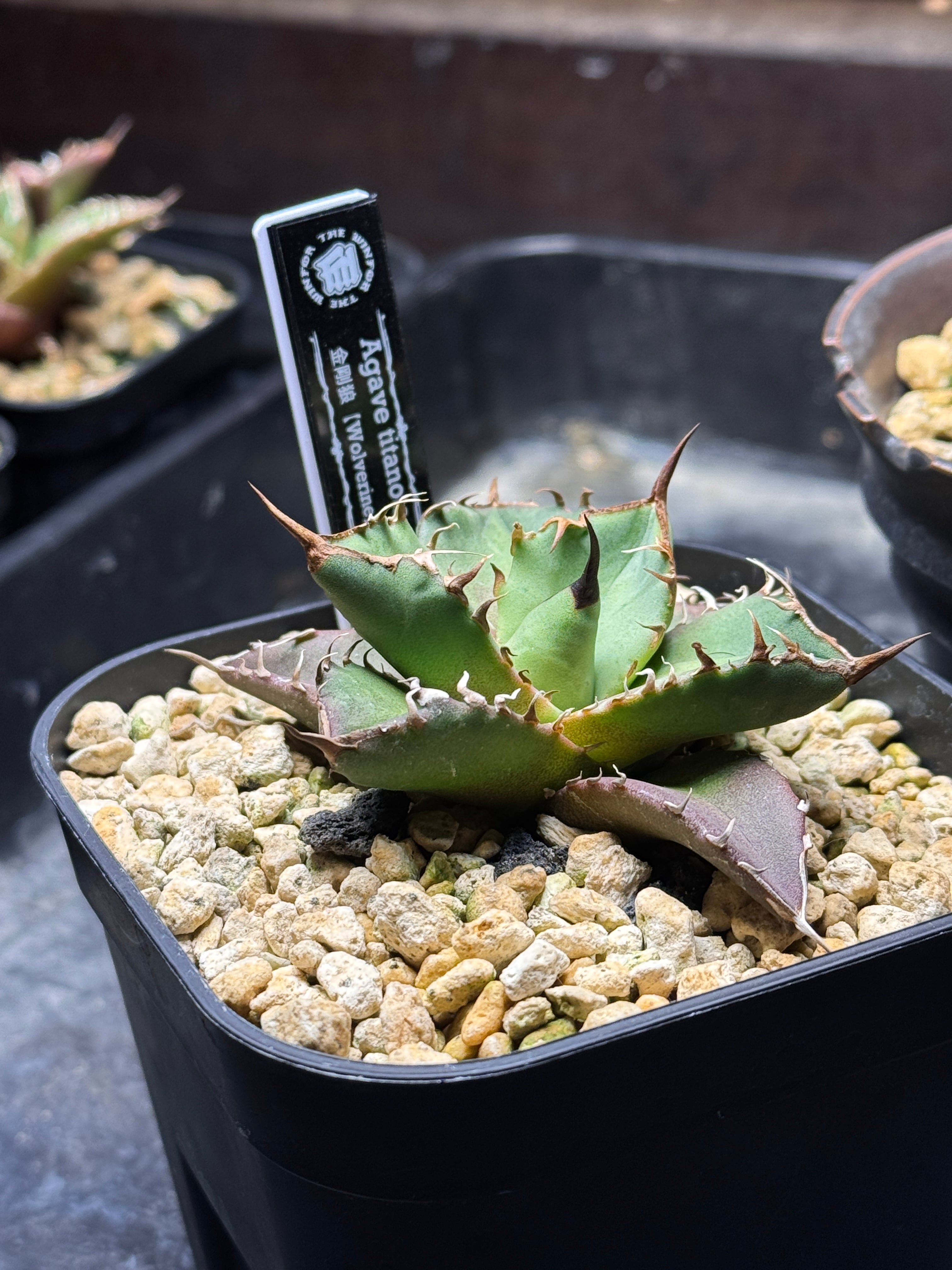 アガベ ハイブリッド Agave hybrid 特白肌×姫厳龍3Dプリンタ鉢付き