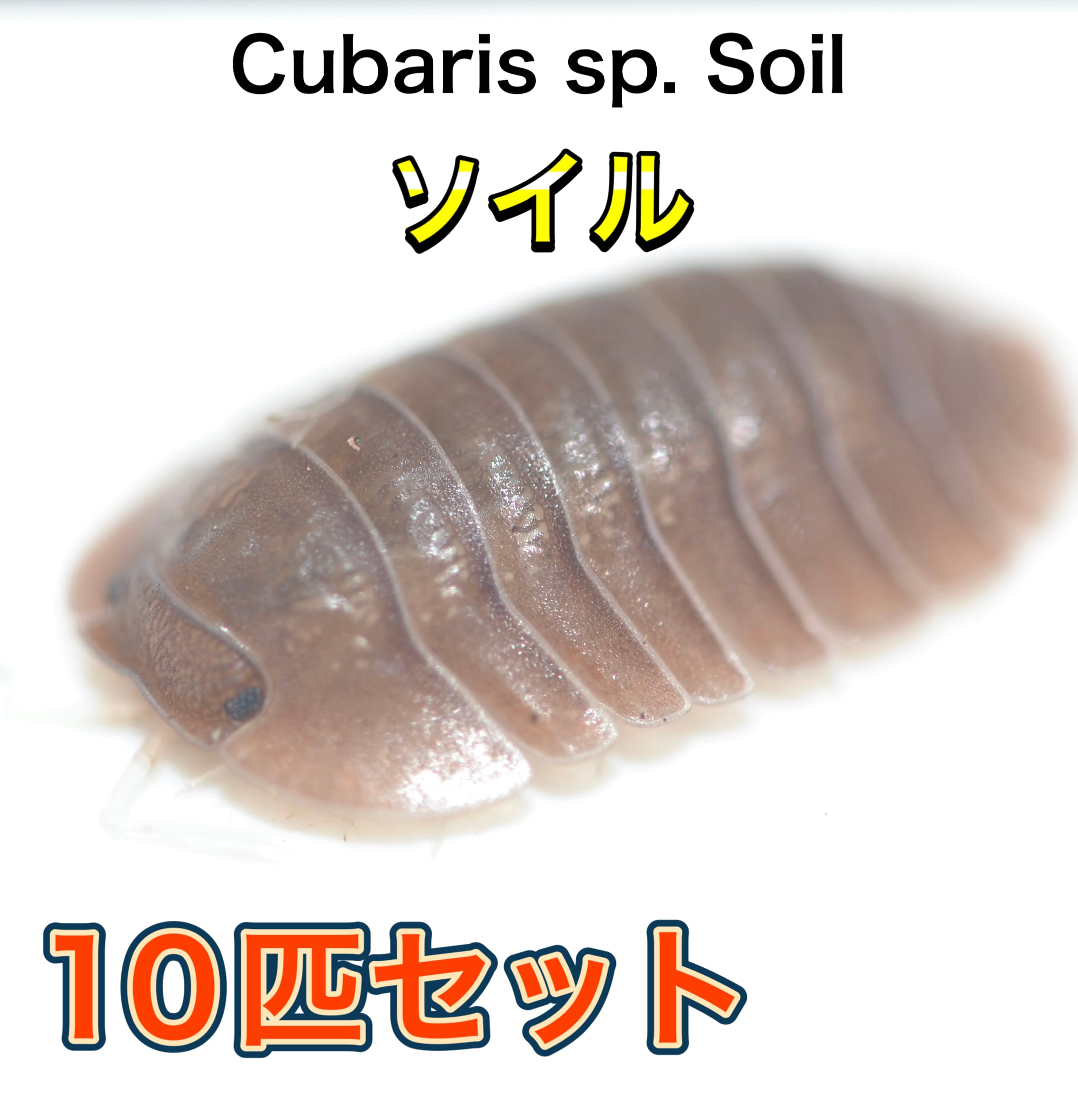 ソイルダンゴムシ 10匹セット | 昆虫ショップ BUG FOREST 【カブト