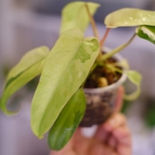 Philodendron Radiatum x Florida Beauty x Mayoi / フィロデンドロン③
