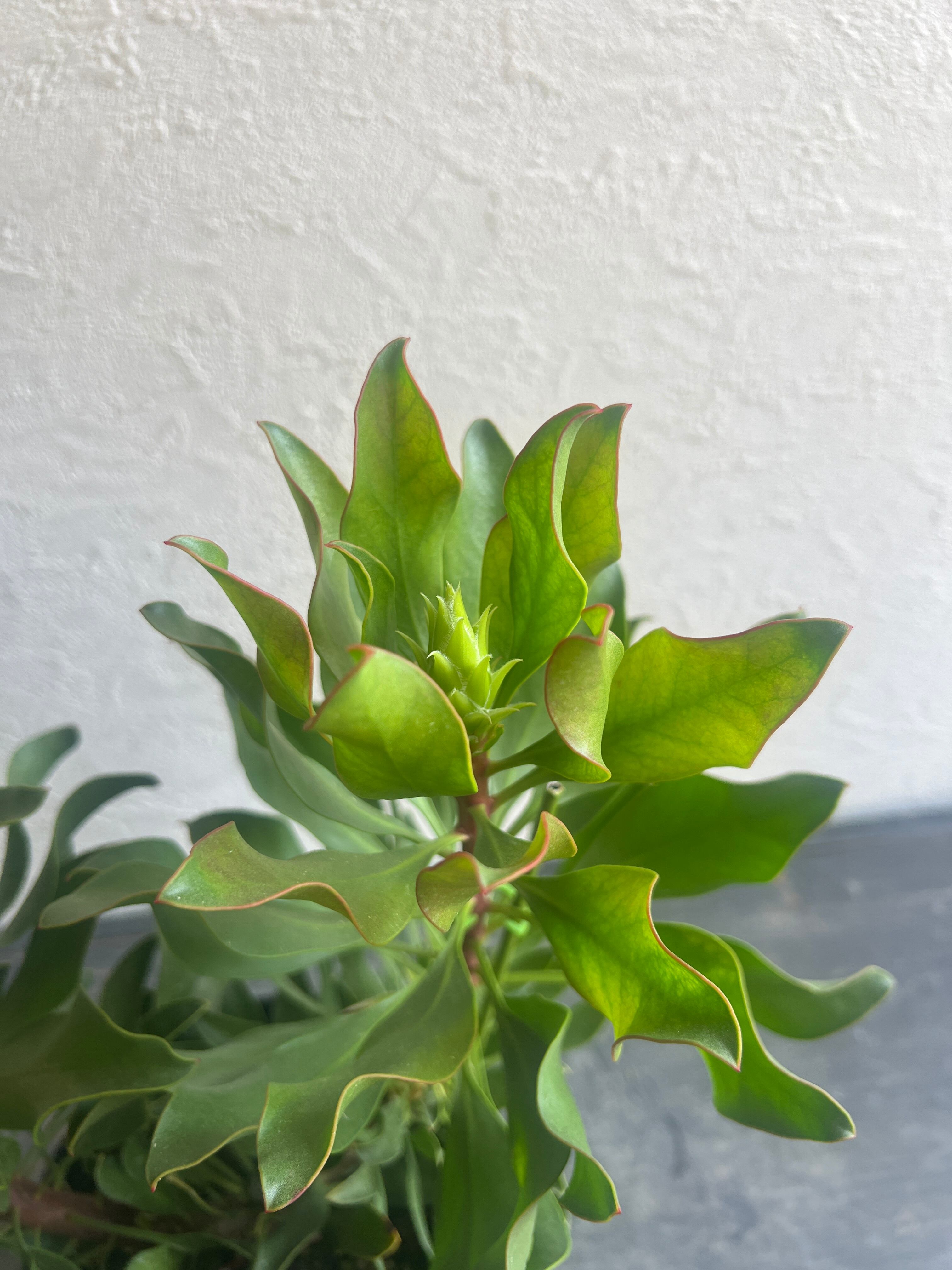 プロテア オータムプリンス | 沼ノ上農園