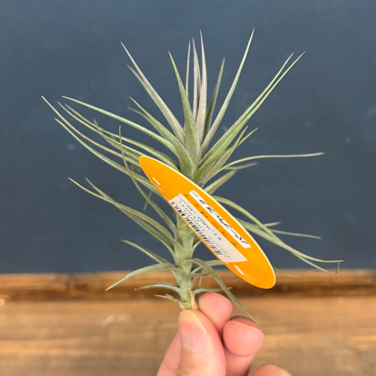 チランジア　アラウジェイ　パープルスター【300】