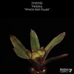 【reserved】Vriesea 'White Hot Flare'〔フリーセア〕現品発送V0113