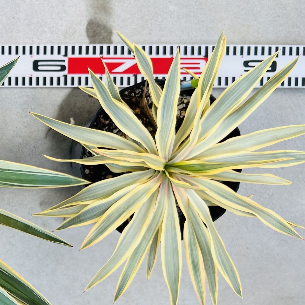 レア度：】ユッカグロリオサ 黄中斑 （レア度：】ユッカグロリオサ 黄  