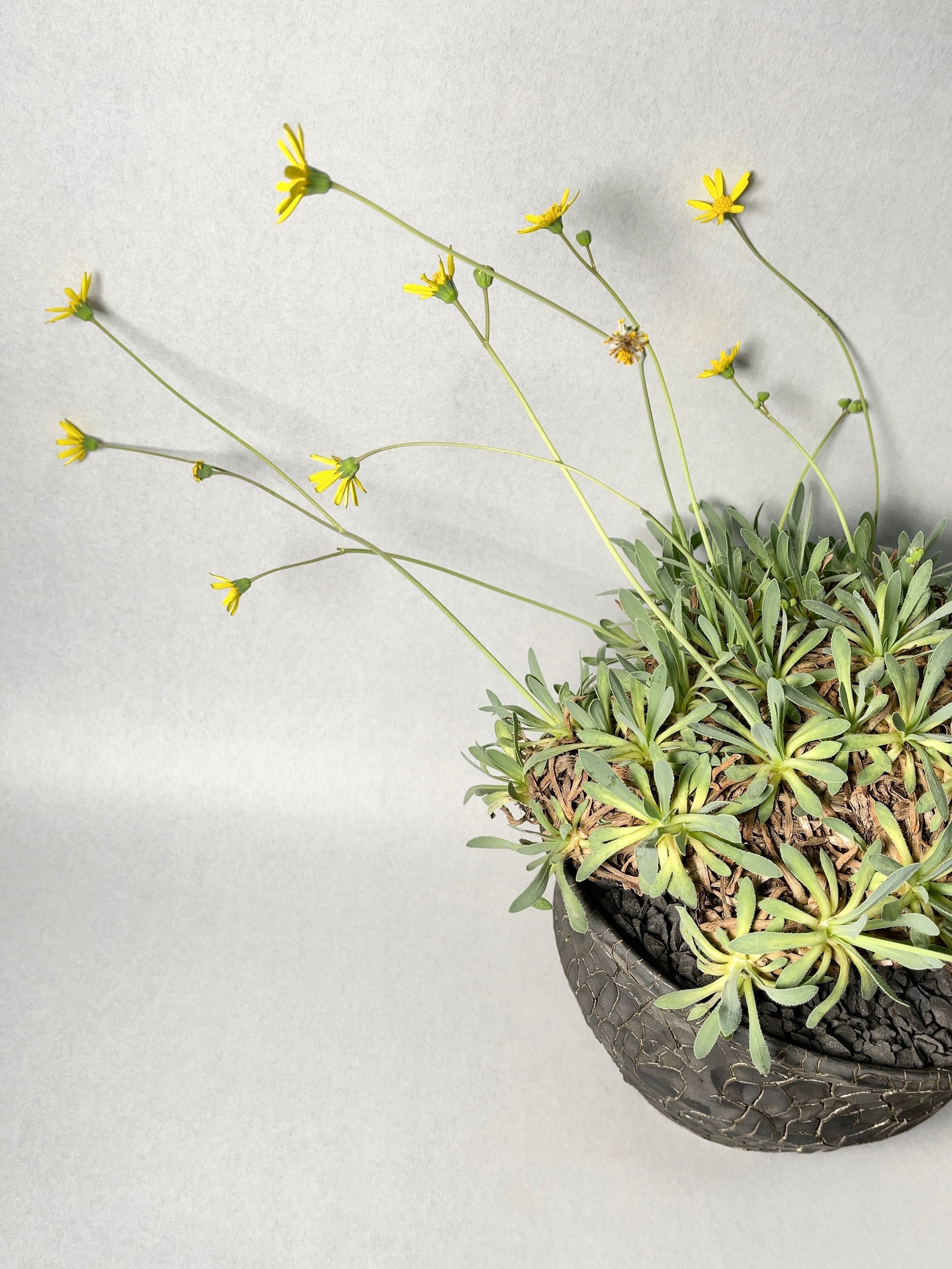 オトンナ・レトロルサ | trigger