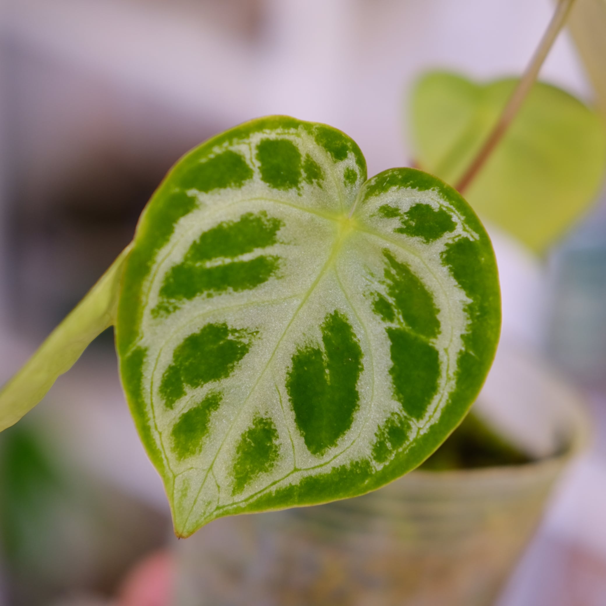 ⭐️お譲り先決定！❗️【観葉植物】✨レアな品種✨アンスリウムドラヤキシルバー アンスリウム ドラヤキ シルバー 「Anthurium Dorayaki Silver」39E