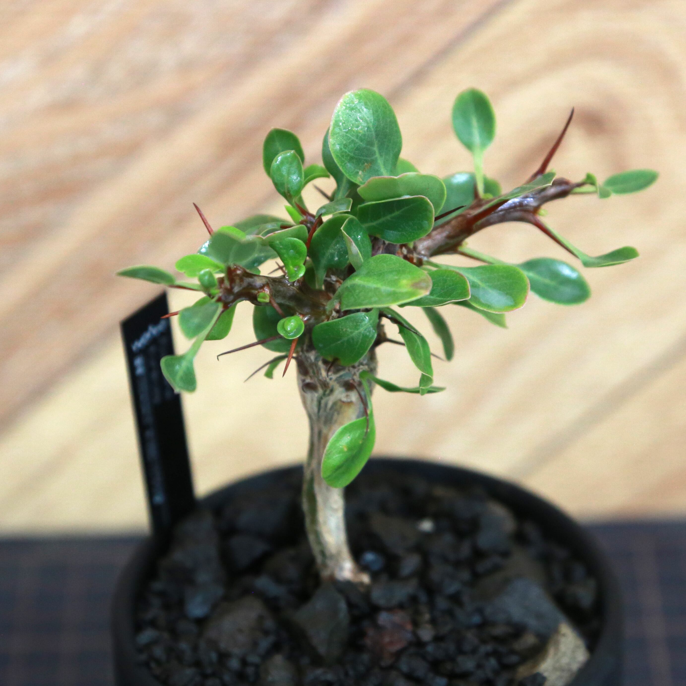 Fouquieria formosa フォークイエリア フォルモサ / 実生(逆さボトル幹