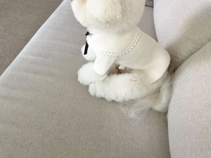 即納【chouchou&chourr】SAILOR WARMER KNIT (IVORY)