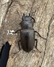 【WD】《イグジミウスホソアカ 57mm ペア》