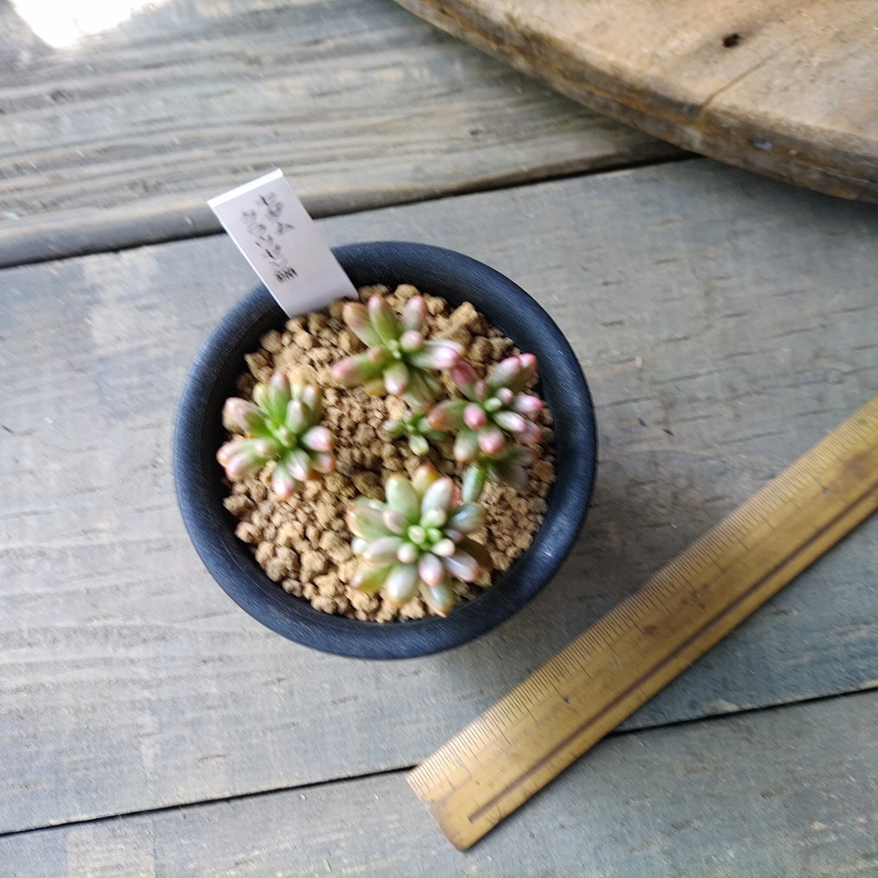 クラウゼン錦(セダム) | RuPo 多肉植物専門店