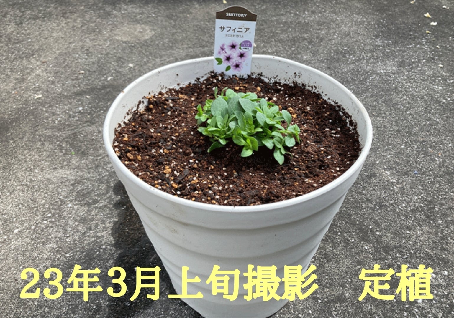 サフィニア バイオレット | 花のとびつか