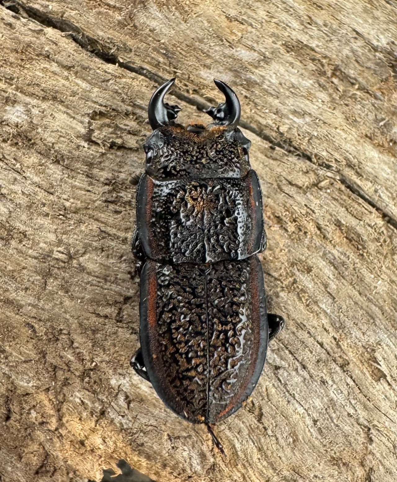 《カエラートゥスサメハダ 19.5mm ペア》