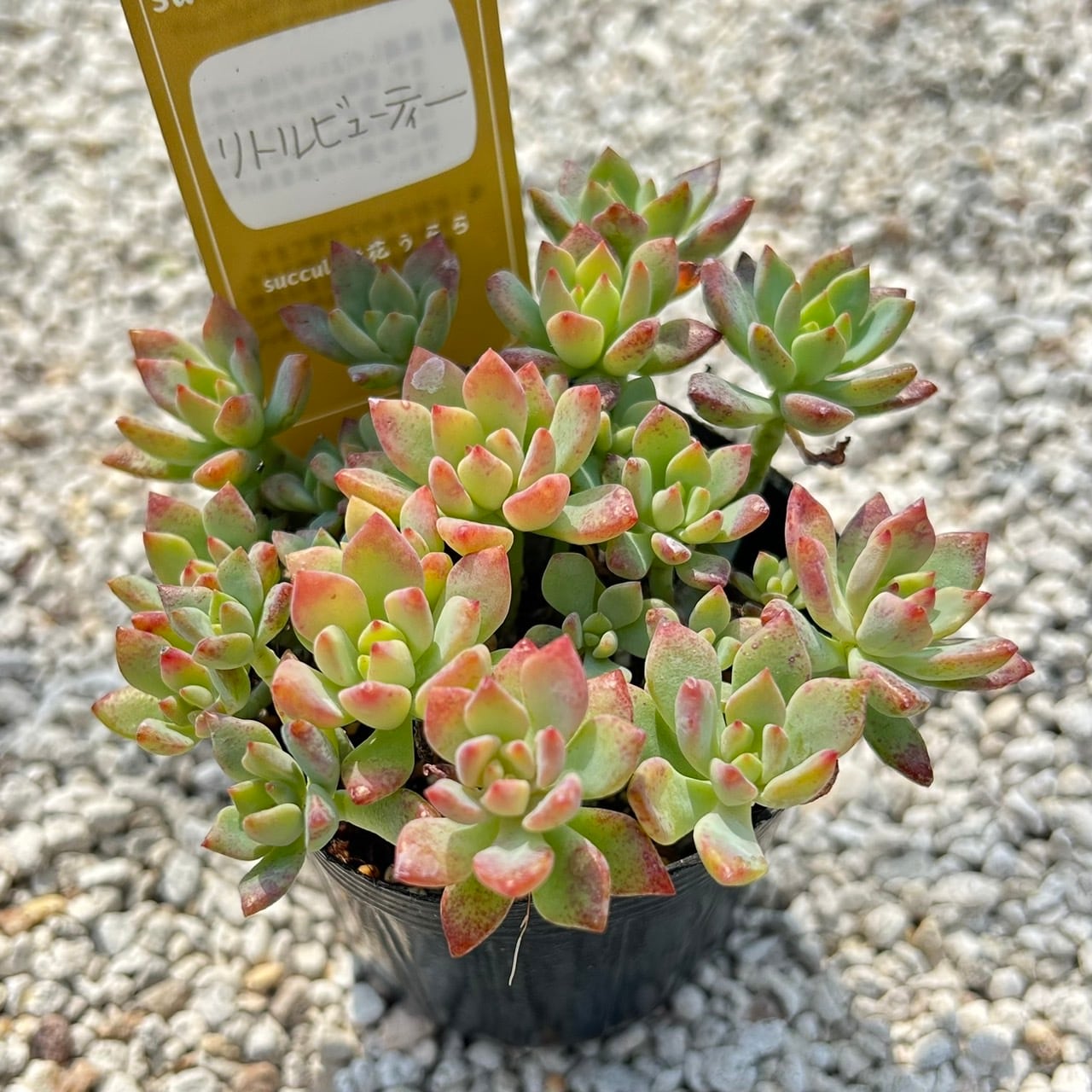 ALL ITEM | Succulent 花うらら 〜多肉植物