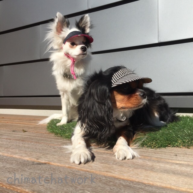 犬用サンバイザー S S Sサイズ スタンダードツバ 黒ヒッコリー 一般的な形 紫外線対策 お目目の保護に 犬用サンバイザー と帽子 オーダーメイド犬猫の洋服 ちまっちアットワーク 犬用サンバイザー S S Sサイズ スタンダードツバ 黒ヒッコリー 一般的な形 紫外線対策 お目目の保護に 犬用サンバイザー と帽子 オーダーメイド犬猫の洋服 ちまっちアットワーク