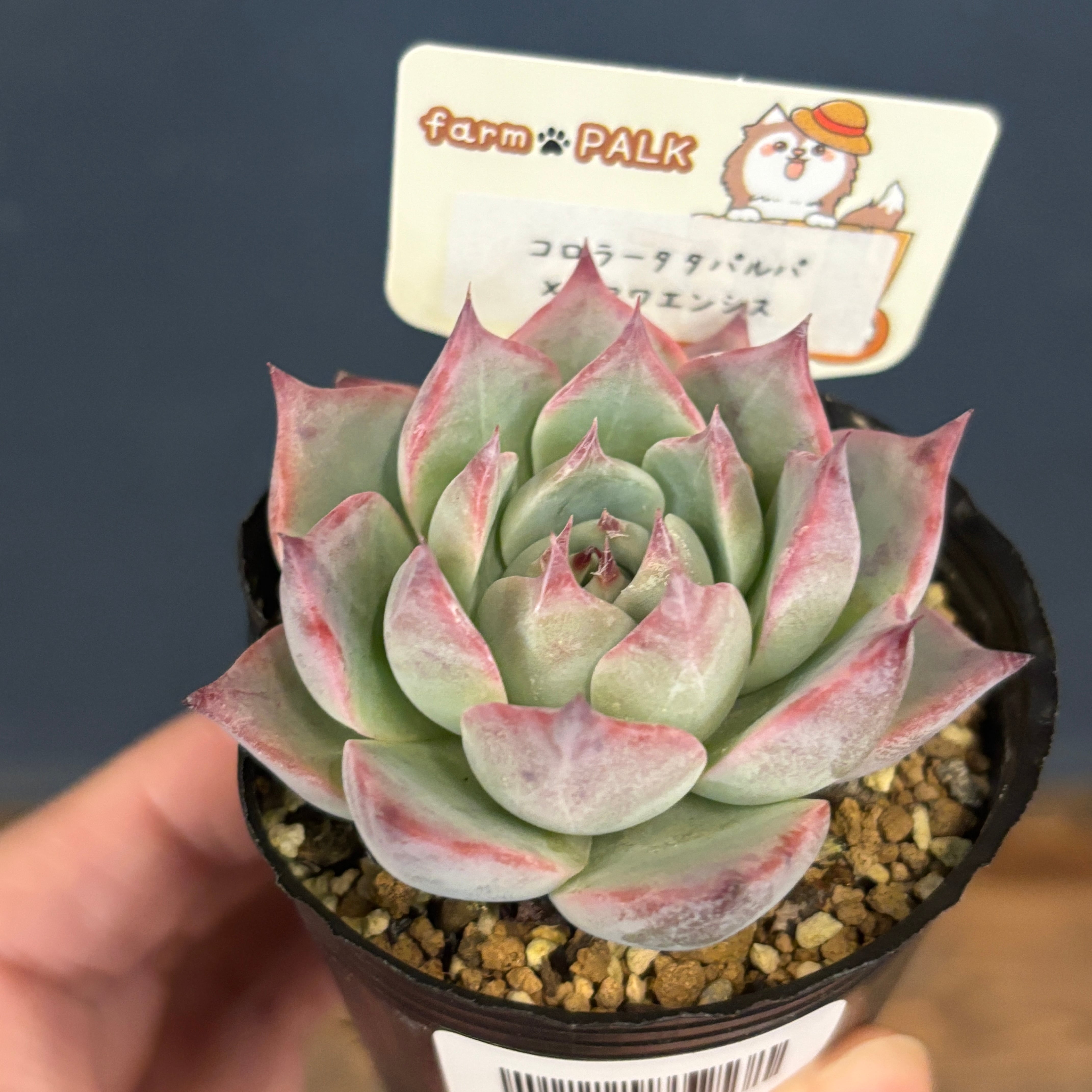 farmPALKさん苗 エケベリア コロラータタパルパ × チワワエンシス【280