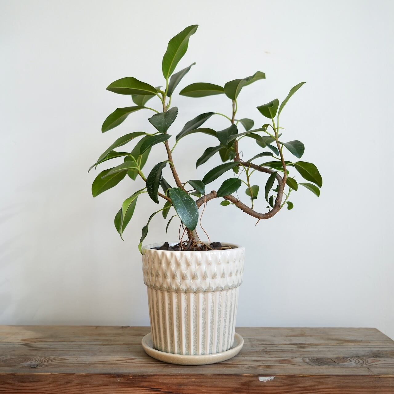 送料込み】スキンダプサス トレビー 5号サイズ ハンギングプラ鉢 | 草陽香