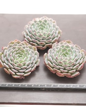 カット苗 トゥクスパン Echeveria 'Tuxpan'
