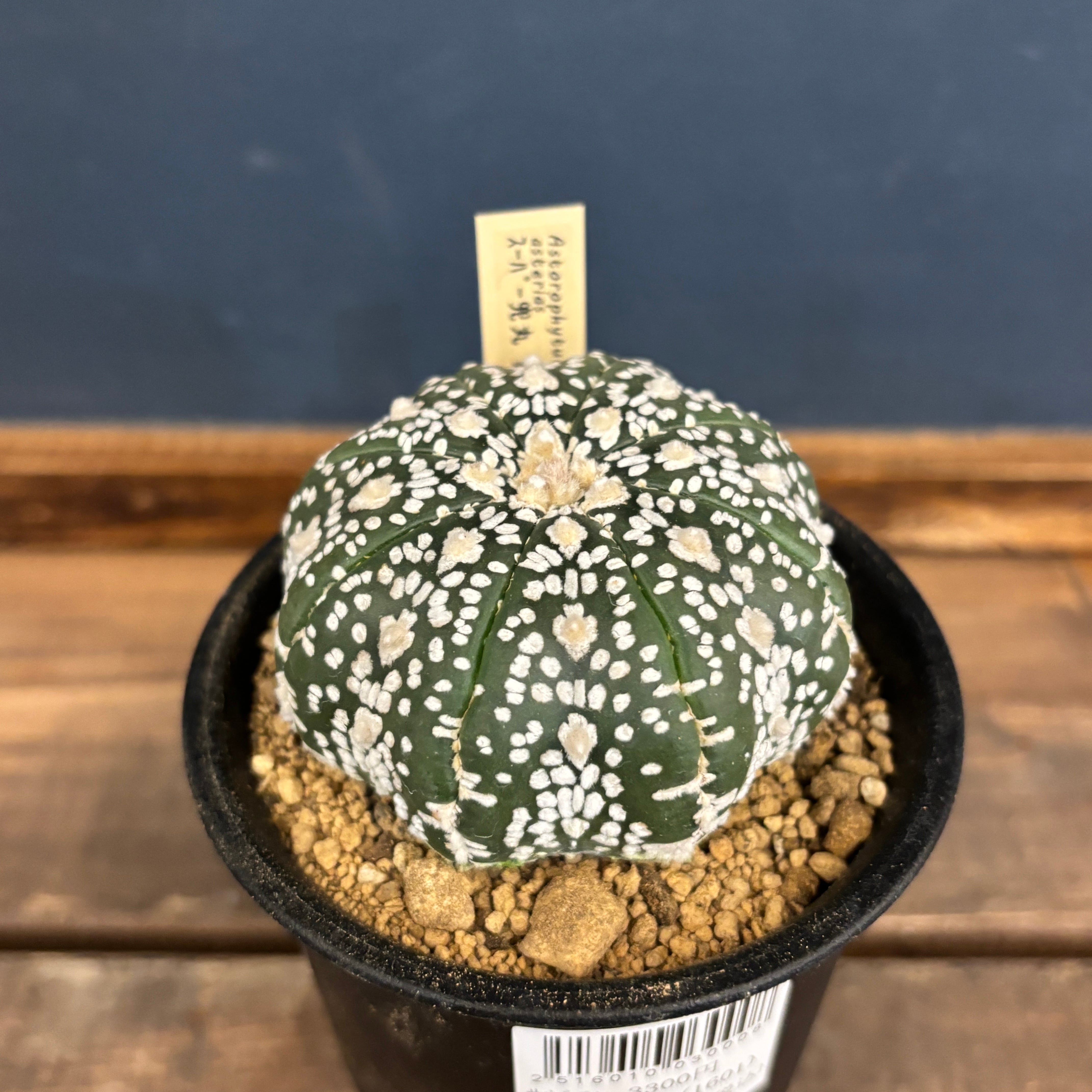 サボテン様 サボテン オプンティア バニーカクタス ゴールド 3.5~4号(1鉢