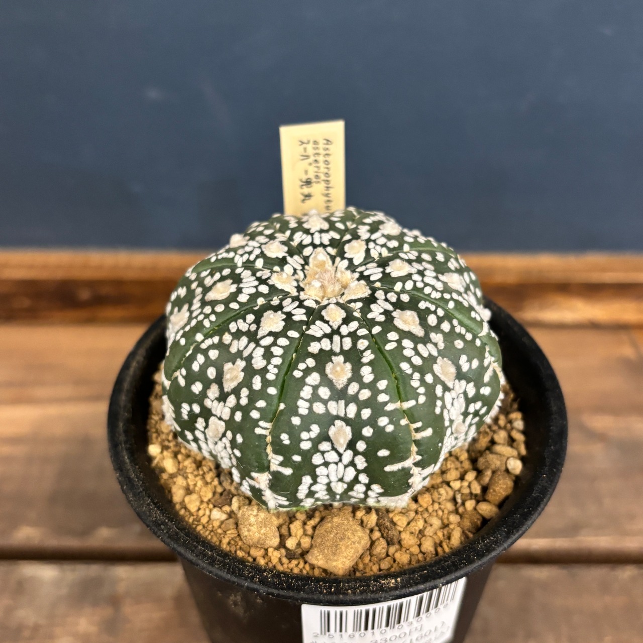 サボテン アストロフィツム スーパー兜【307】