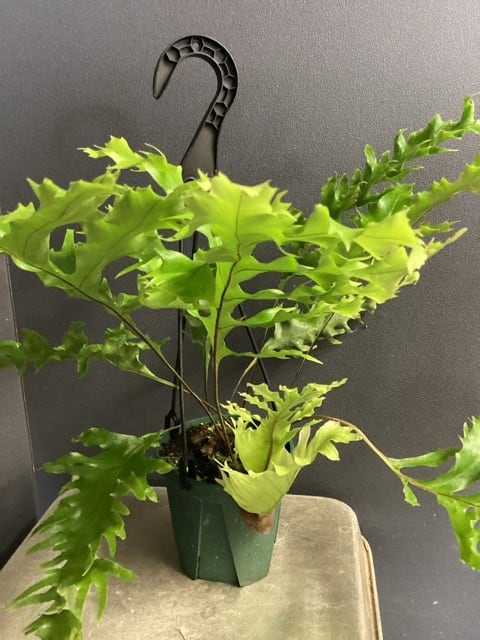 ドリナリア クエルシフォリア〈人気・流木付・現品限り〉【観葉植物・着生植物】 ドリナリア クエルシフォリア シダ植物 着生植物 観葉植物【おしゃれ