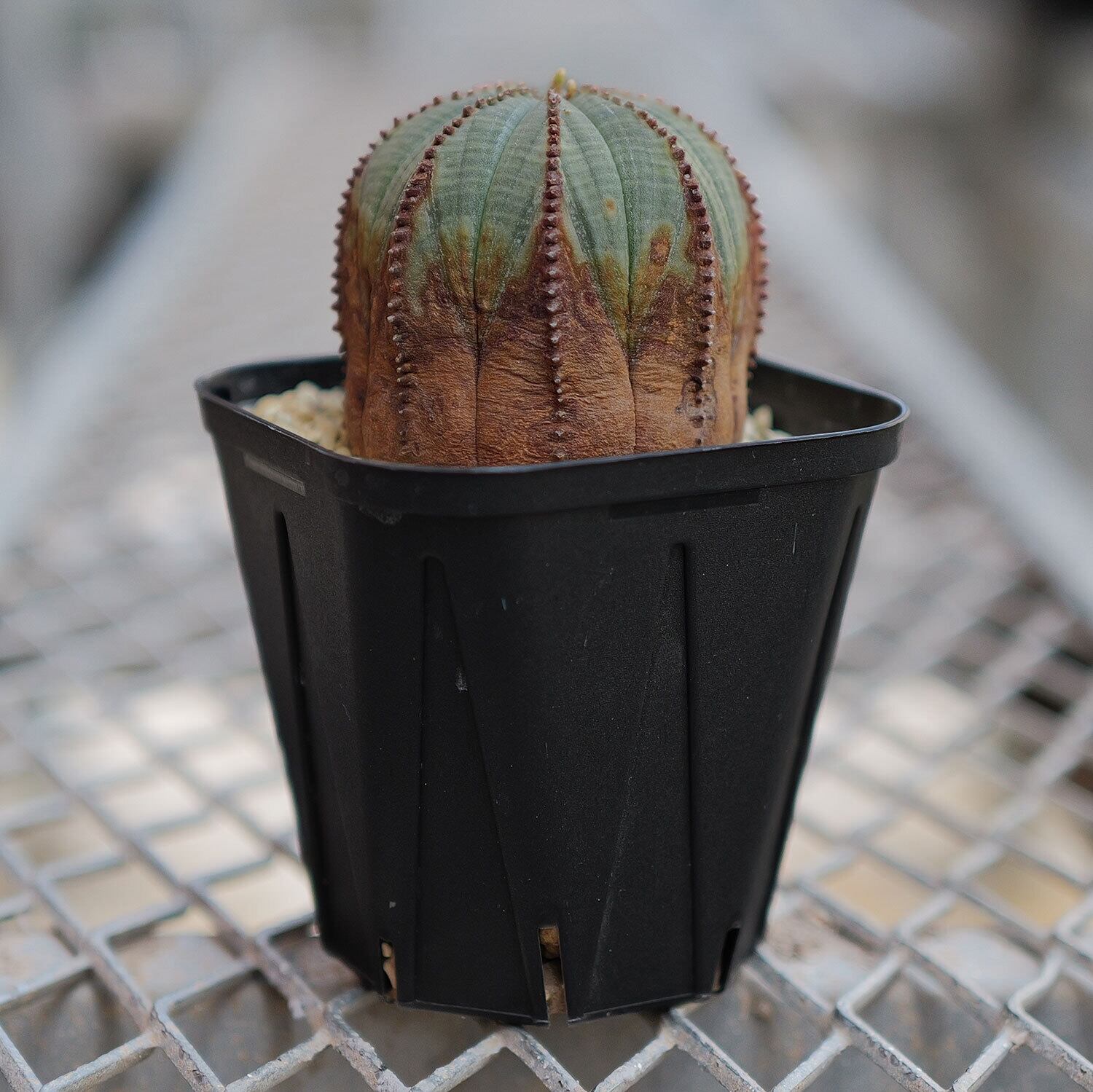 ユーフォルビア　オベサ　美株　オス オス株 ダブルヘッド オベサ / ユーフォルビア | LIGHTHOUSE