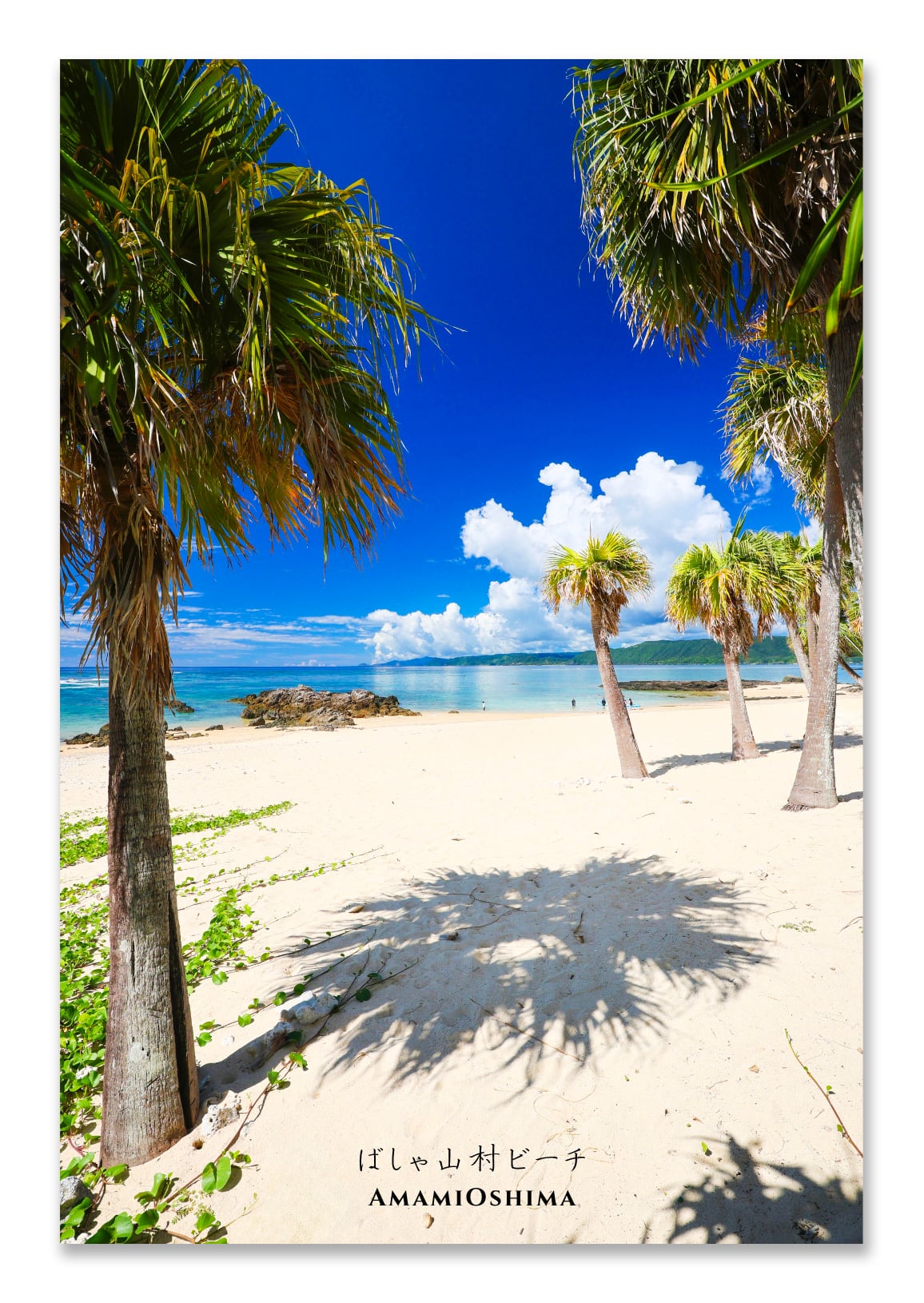 奄美ポストカード「ばしゃ山村ビーチ」2025New!
