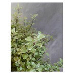 Pittosporum elfin