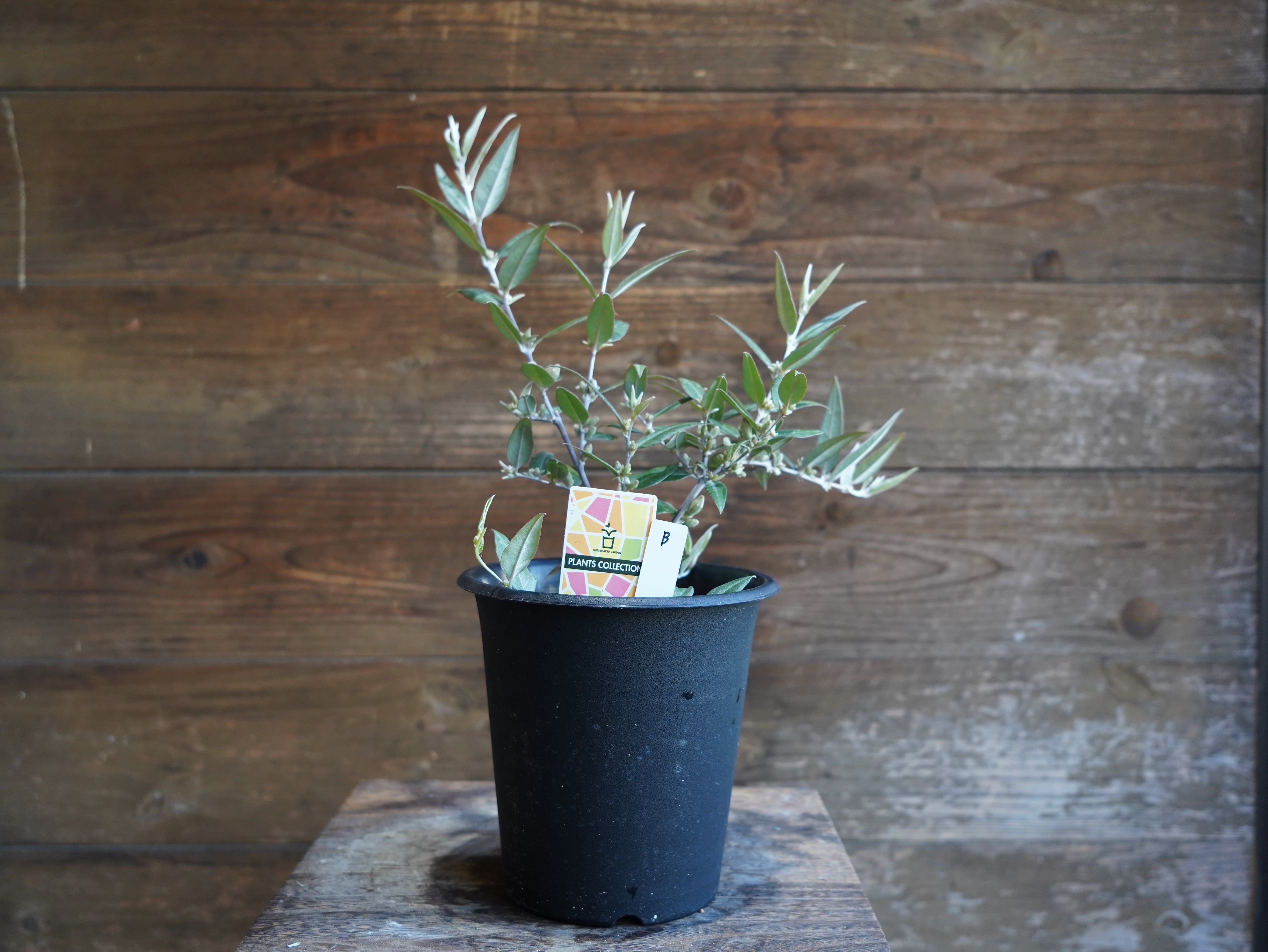 【現物】ガストロロビウム セリセウム ”レッドスター”　B