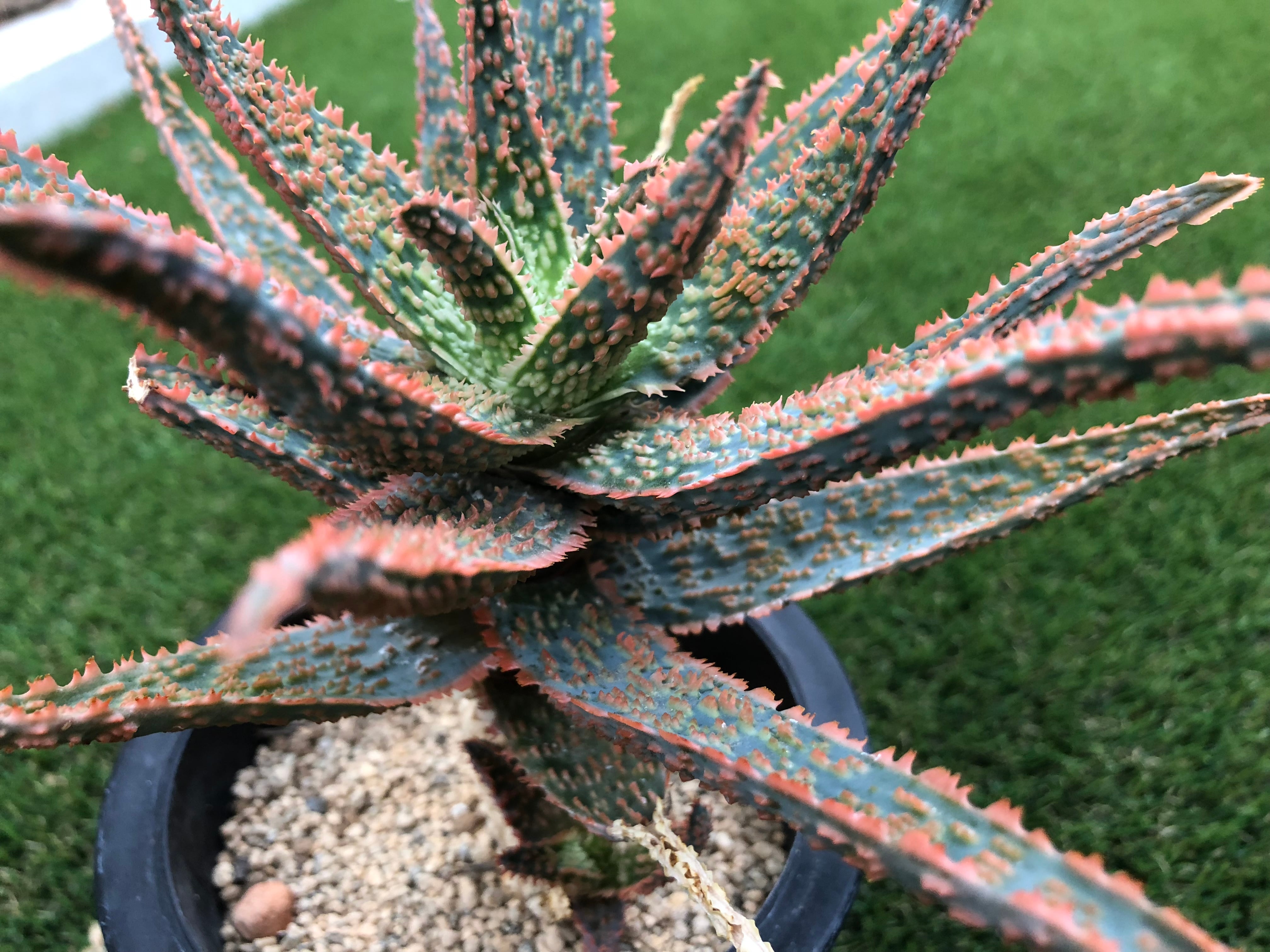 アロエ ハイブリッド Aloe hybrid 第四種 Noa−32 アロエ ハイブリッド