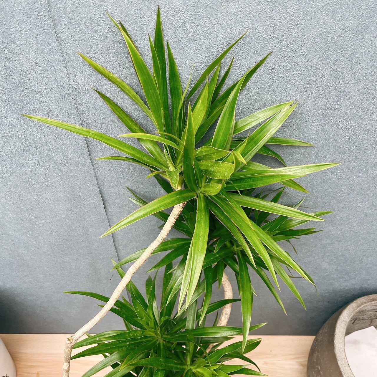 現品］【希少】40番 ドラセナ ナビー 6号 観葉植物 大型 室内 おしゃれ