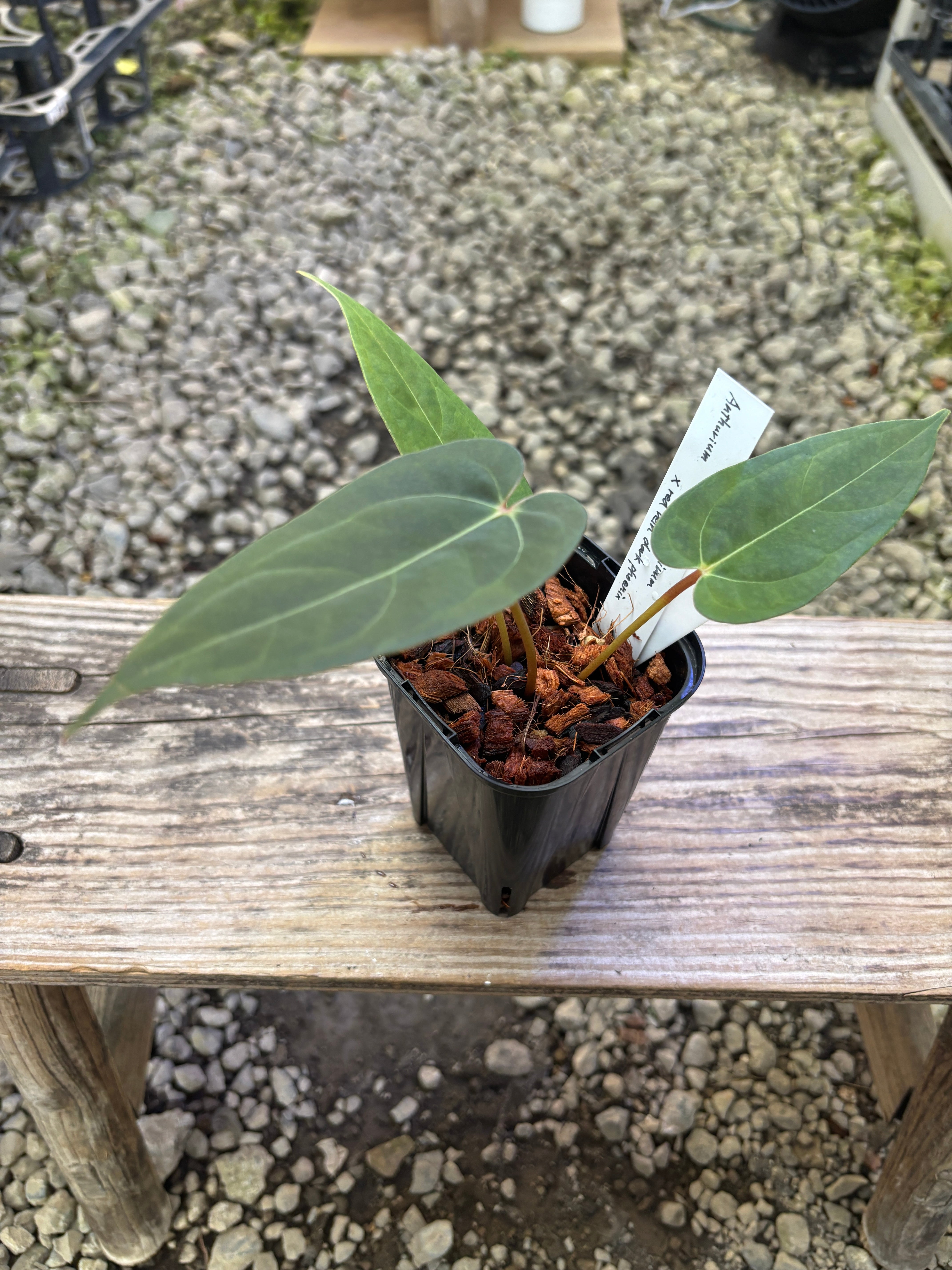 Anthurium | BALI-AN 園芸