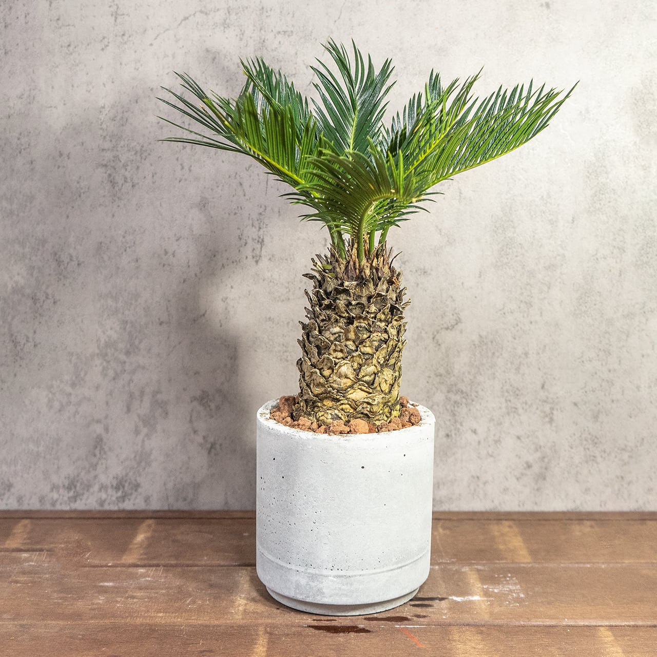 厳選一点物 パイナップルのようなゴツゴツした幹が魅力のソテツ ハンドメイドモルタル鉢と速乾性ソイルで仕立てた風格ある極上の一鉢■虫発生抑制【全国一律送料850円】