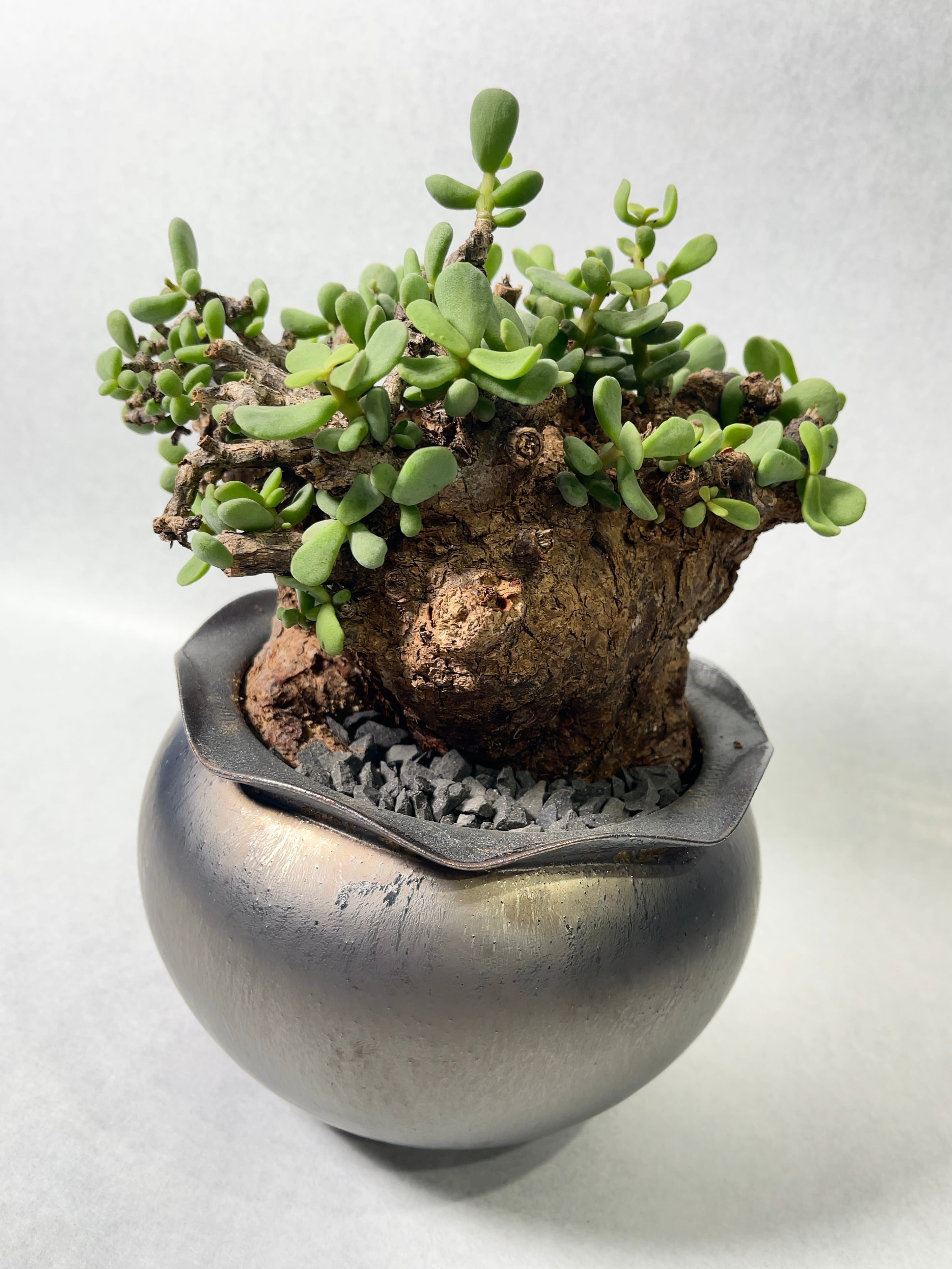 ケラリア・ピグマエア | trigger