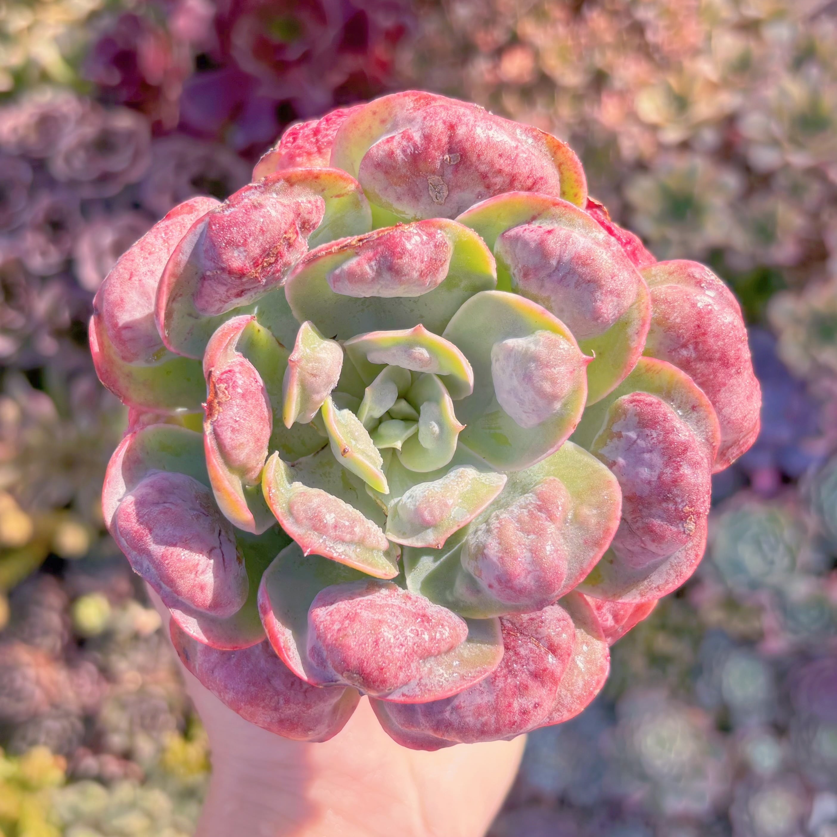 多肉植物　レインドロップス　新入荷　るる農園