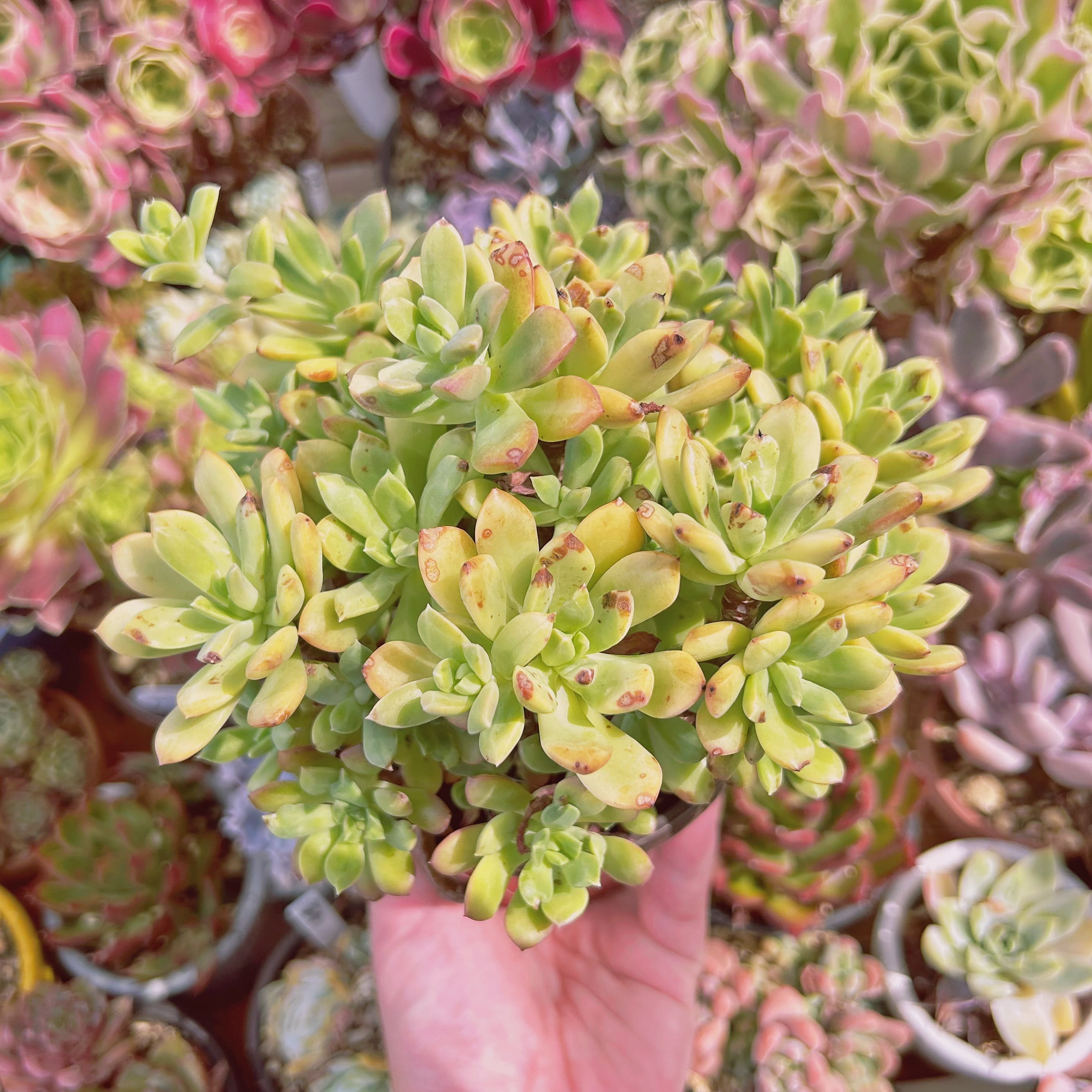 75#多肉植物❤️ミニベル錦群生❤️極美斑　極美苗❤️12頭17cm!拔キ苗！ 楽天市場】【当店農場生産】多肉植物 エケベリア ミニベル錦 7.5