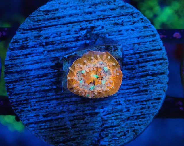 Scolymia Baby "WarPaint" 13