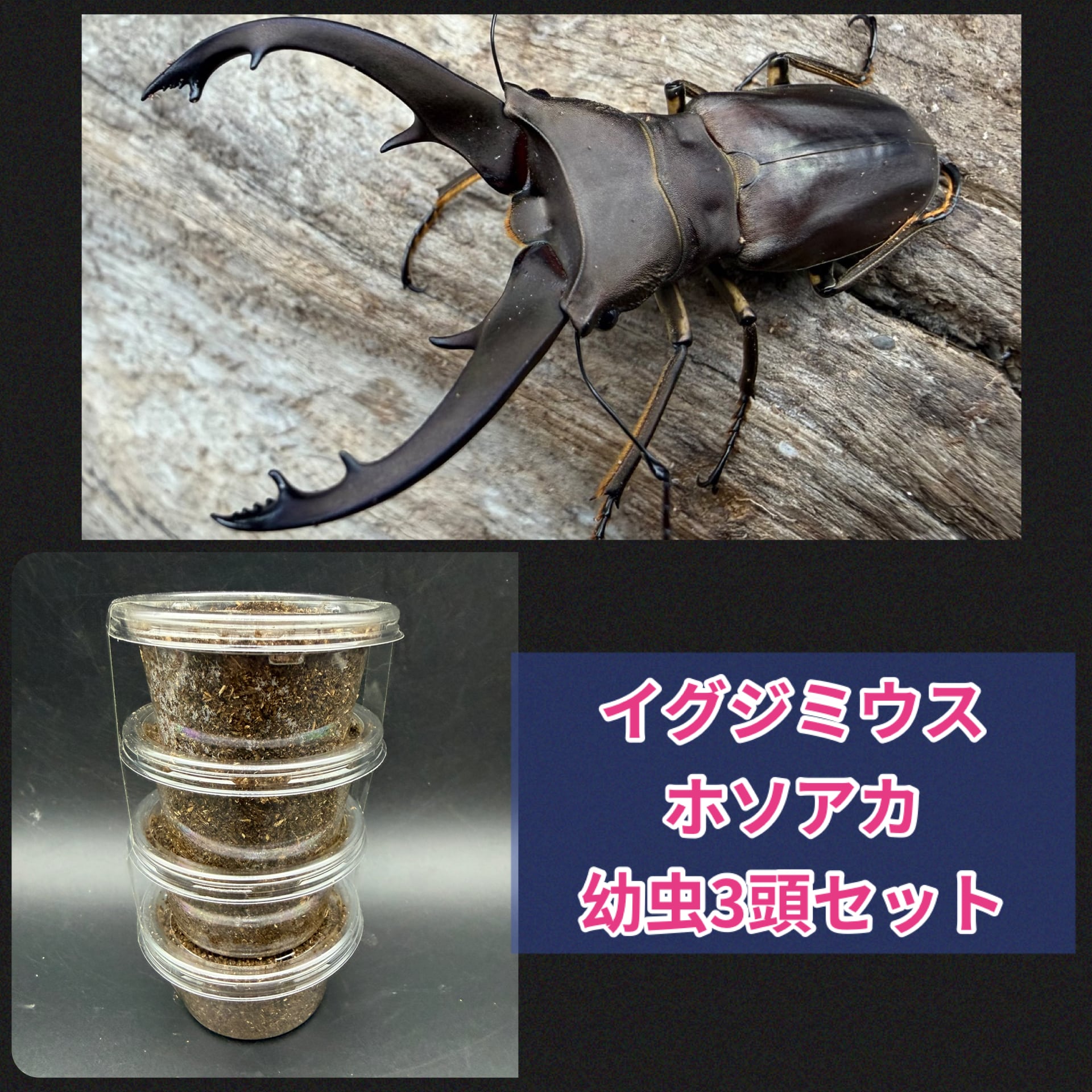 属内最高峰】トゲトゲヘンテコゾウムシ Gagatophorus 標本甲虫フン
