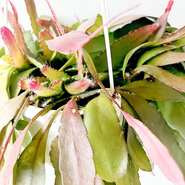 美しい紅葉✨ リプサリス ラムローサ レッドコーラル ハンギング 観葉植物 calm cafe