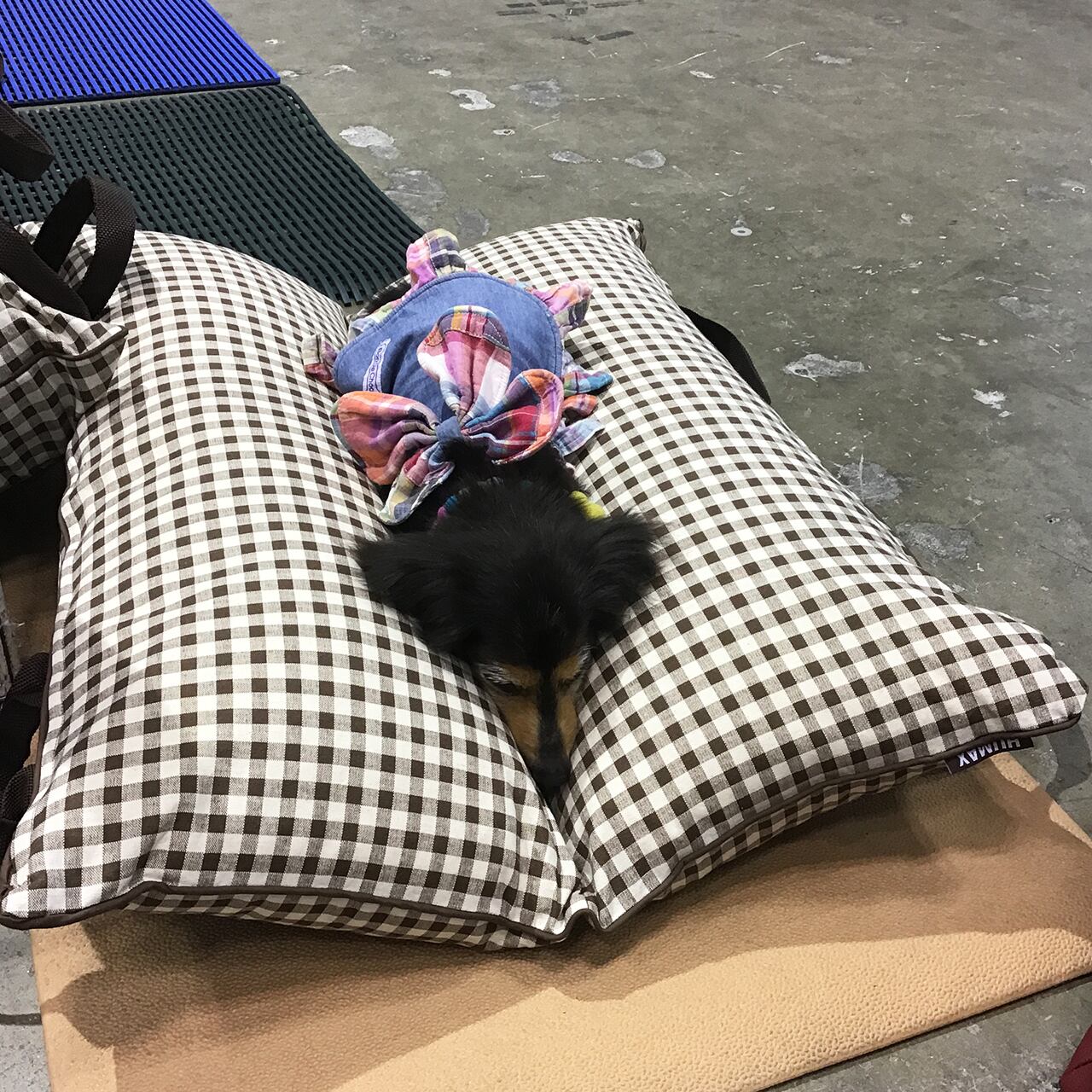 ペット用 介護クッション「RAKU²」らくらく／Mサイズ／小型犬・猫向き