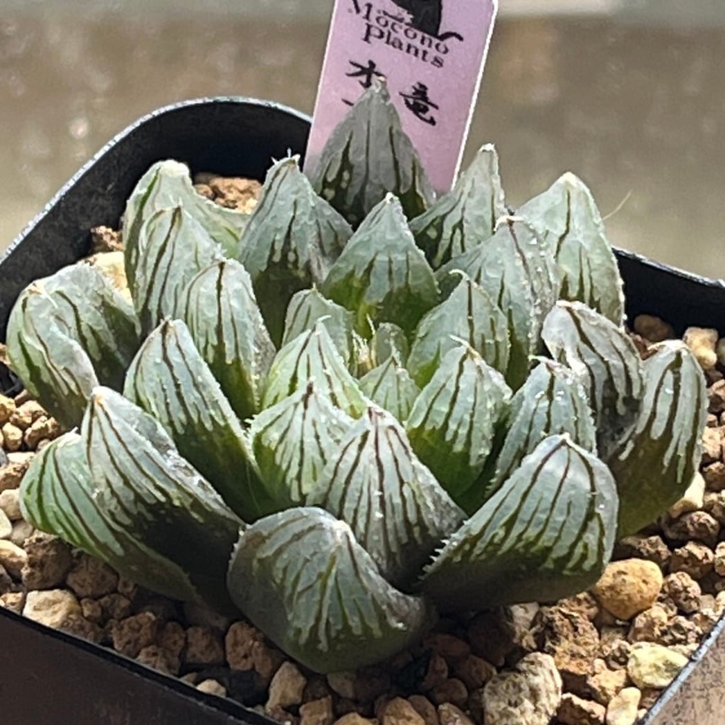 ハオルチア 丸葉ピグマエア錦 | mocono_plants