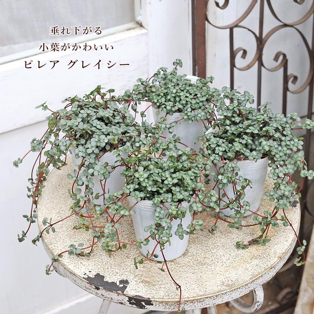 アガベ チタノタ ”南アフリカダイヤモンド（SAD）” | PAY ID