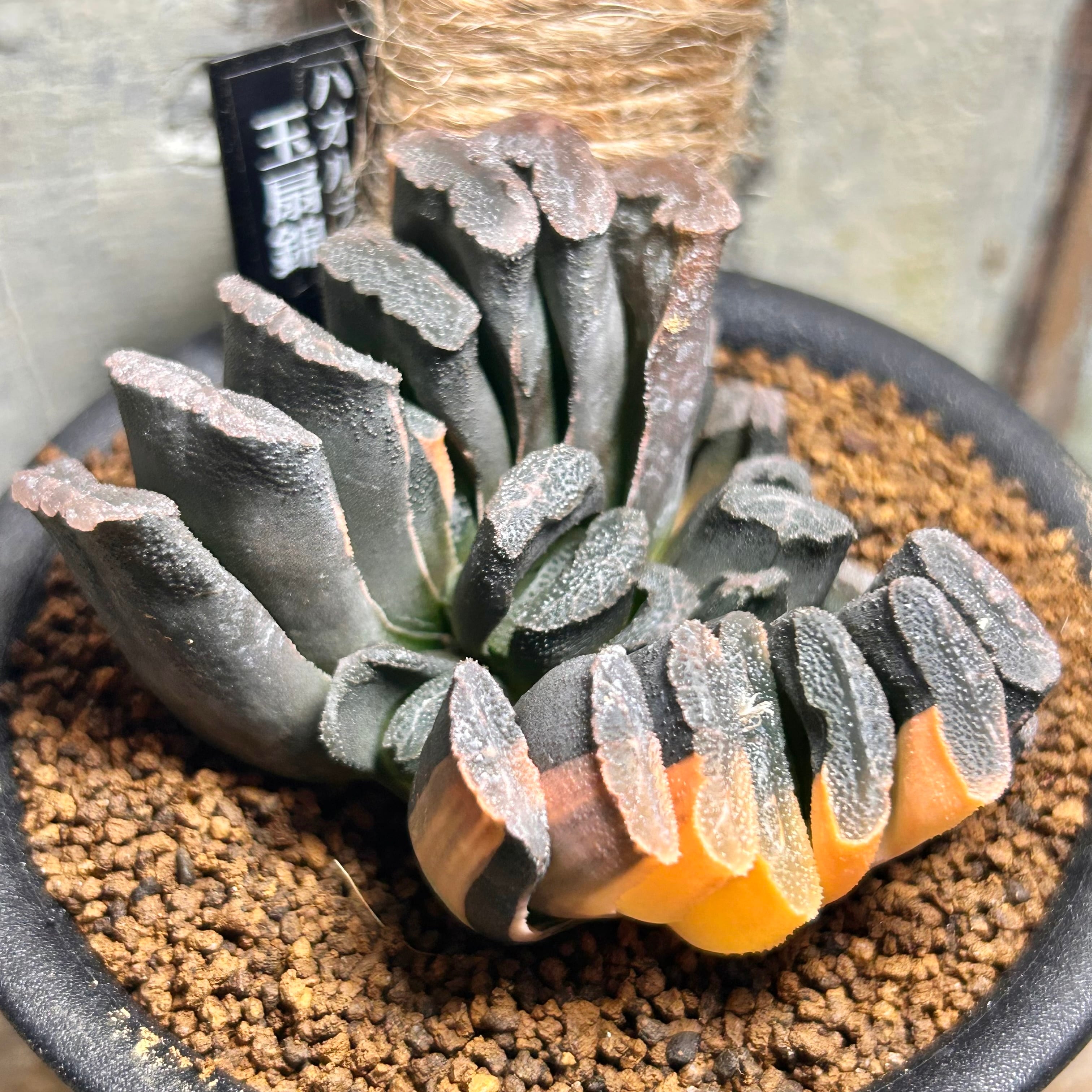 姫秀麗錦 限定1点 | RuPo 多肉植物専門店