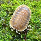 ベックス 5+1匹 | DNG64｜ダンゴムシ販売店