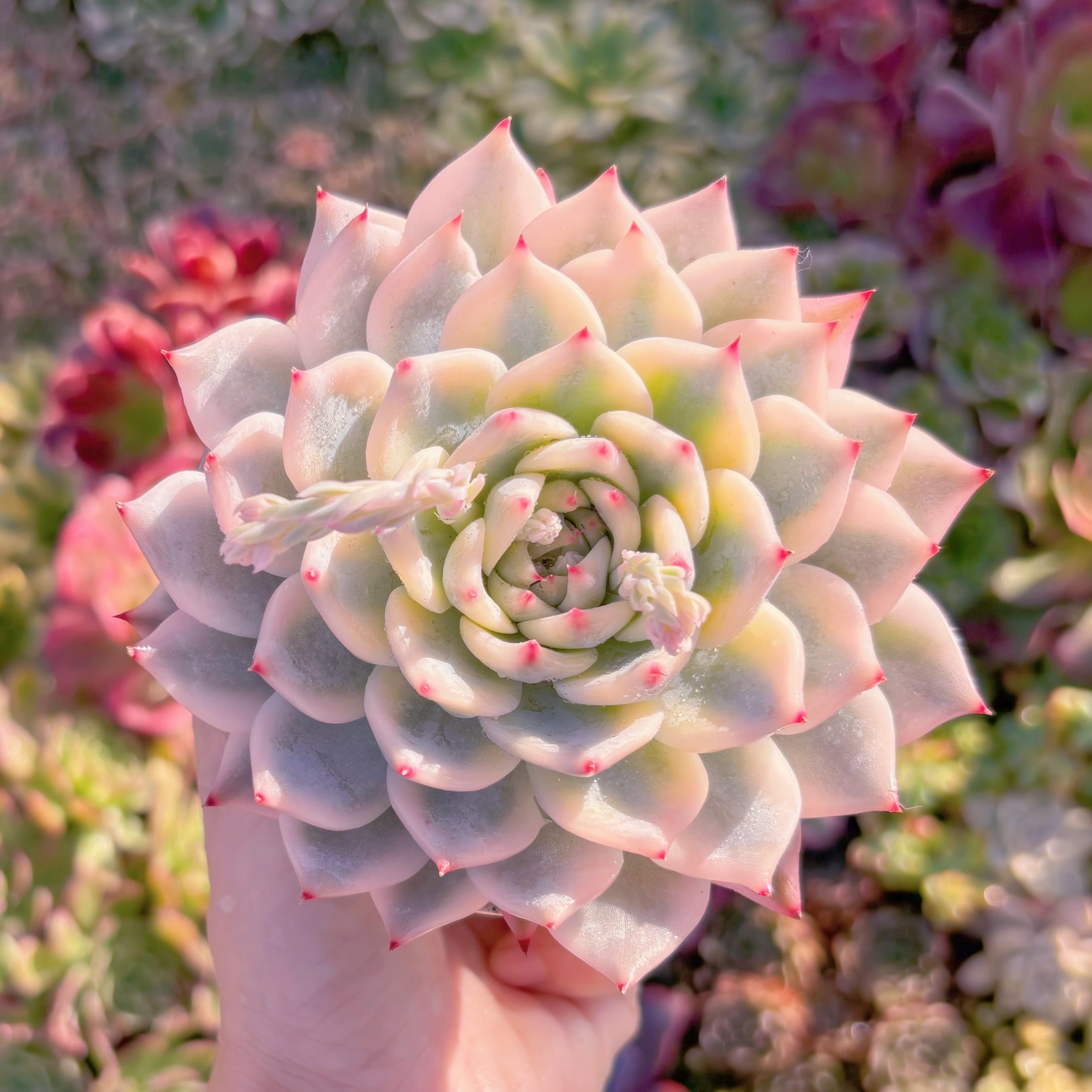 現品　チワワ錦#M075　極上株　るる農園