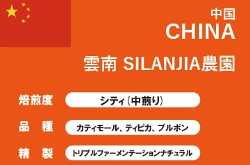 【中国】雲南 SILANJIA農園 トリプルファーメンテーションナチュラル(中煎り)