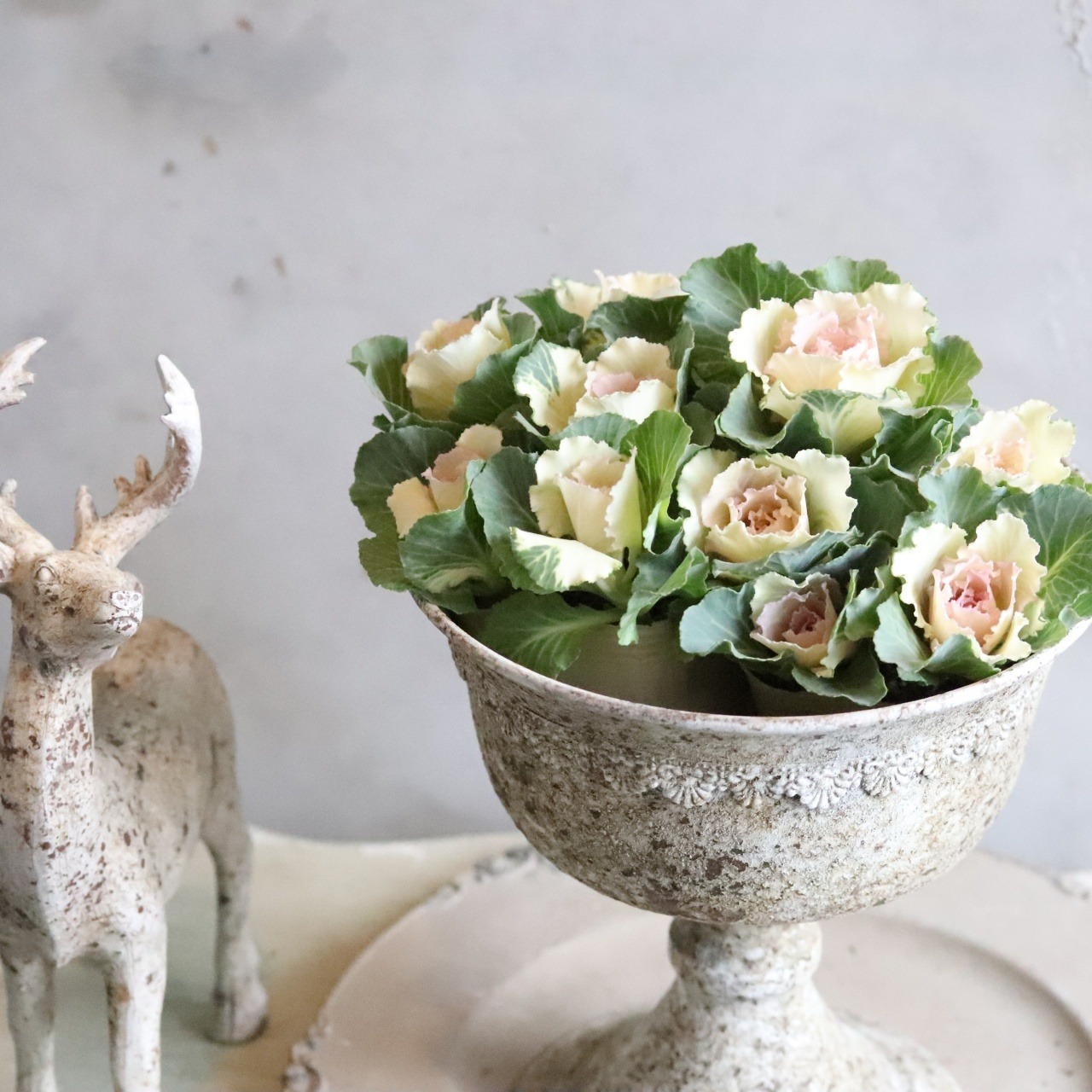 ハボタンセッションベビーチュール　お正月　寄せ植え　縁起のいいもの　可愛いハボタン