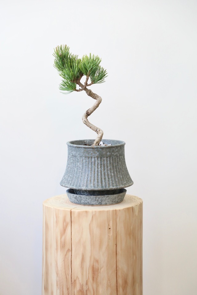 五葉松 盆栽/Japanese white pine bonsai 　※陶器鉢付き