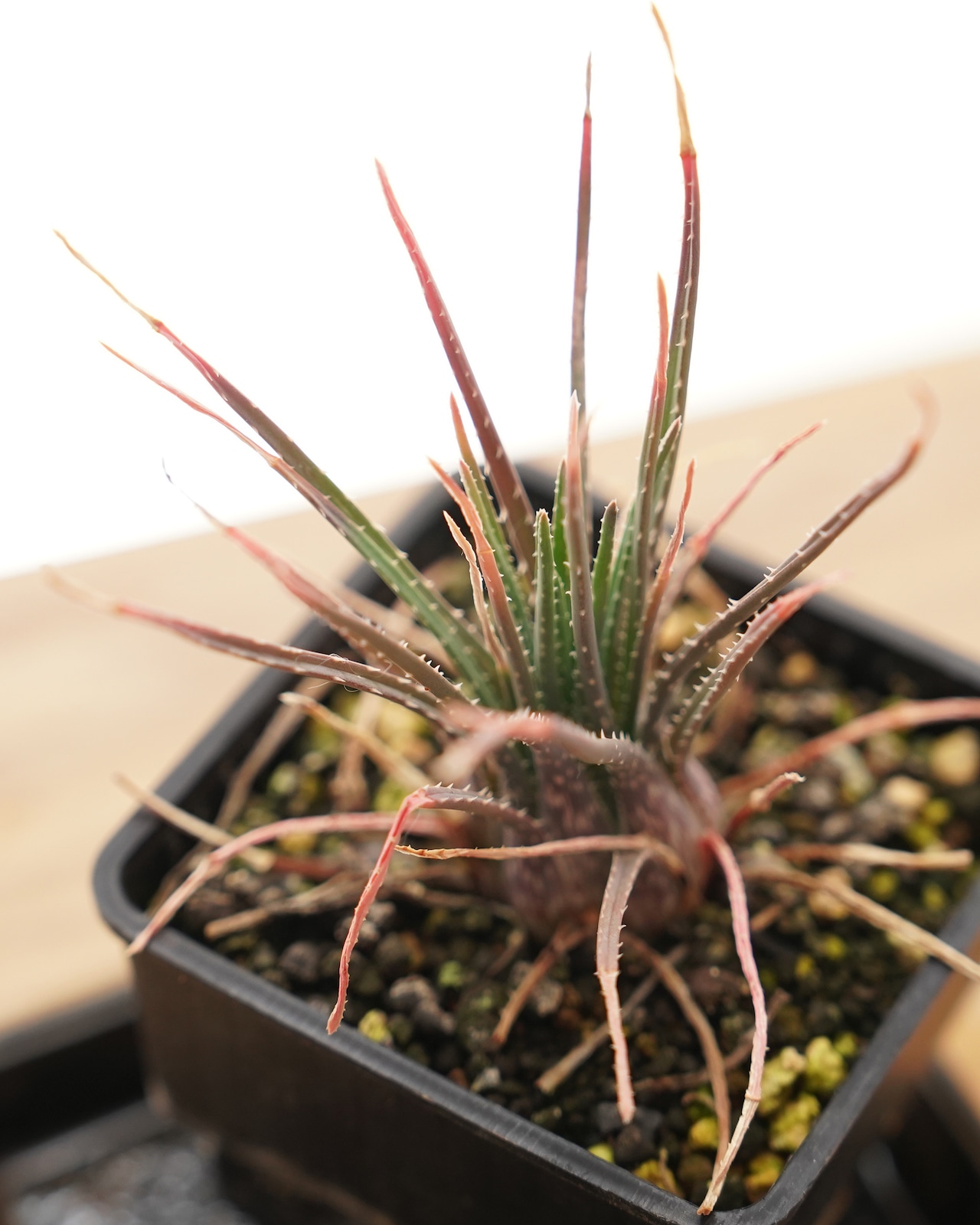 抜き苗 ボウィエア(ピグミーの乙女) 長期LED育成株 Aloe bowiea